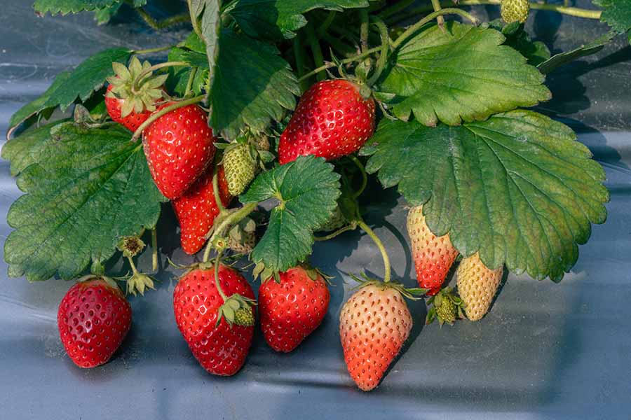 苗栗大湖草莓-採草莓推薦-大湖採草莓-草莓農園-封面