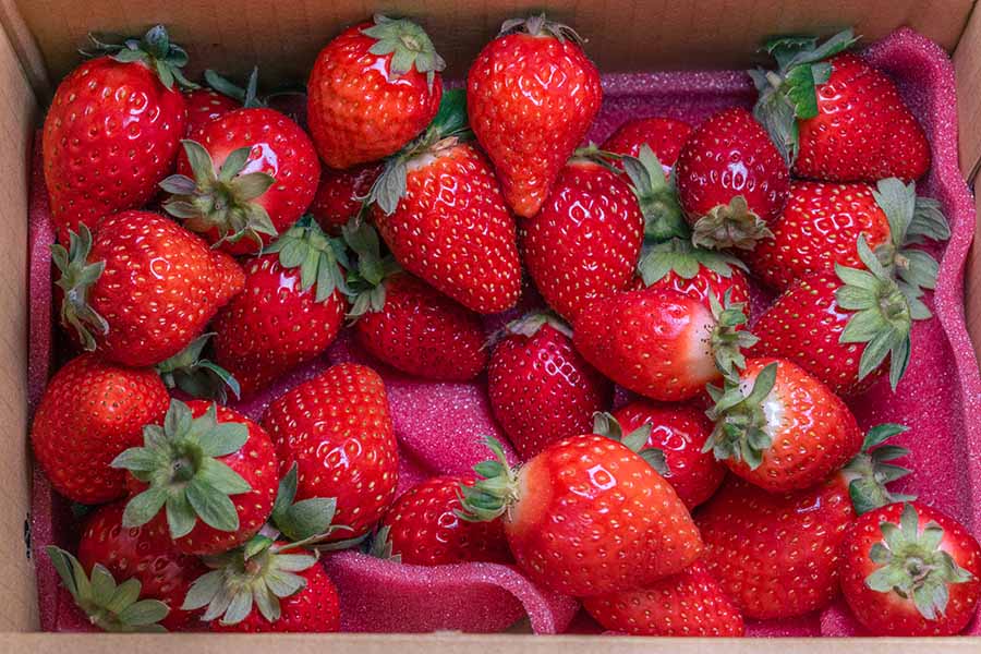 草莓品種推薦-台灣草莓品種-最好吃的草莓品種-封面